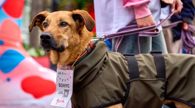 Полезный лекторий открылся на мероприятии «Моспитомец х Четвероногий друг» - «Новости»