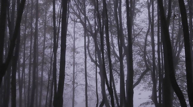 Адвокат Кравченко: Семью Усольцевых могут признать погибшей по решению суда - «Новости»