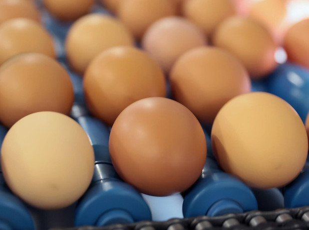 «Справедливая цена»: производители не собираются понижать цены на яйца - «Новости России»