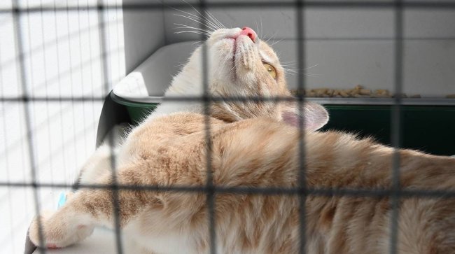 Участники акции «Добрая елка для лапок» передадут подарки питомцам из приюта - «Новости»