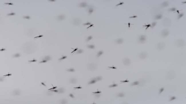 Shot: Тигровые комары, переносящие денге и чикунгунью, атакуют туристов на Гоа - «Новости»