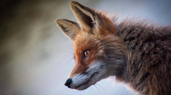 Лисы, совы, ласки: каких диких животных можно увидеть в столице - «Новости»