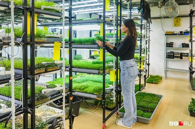 «Сняла деньги с кредитки и купила стеллаж»: менеджер ушла из продаж и выращивает микрозелень для ресторанов — история - «Новости бизнеса»
